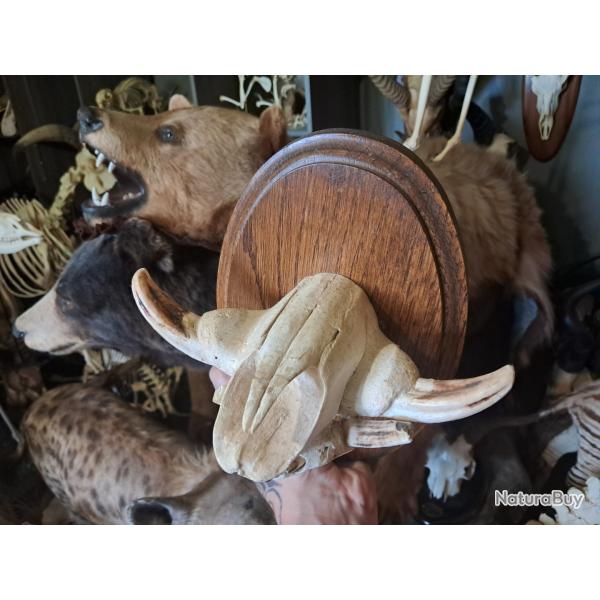 Trophe "museau" de phacochre #1