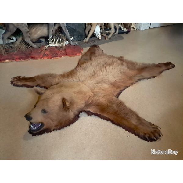 Peau d' Ours noir ; Ursus americanus #C