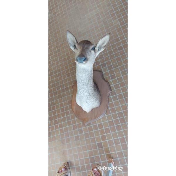 Taxidermie biche, buffle et antilope cheval