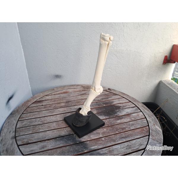 Patte d'�quid� sur socle #5