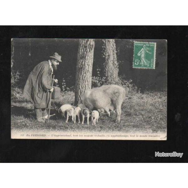 en p�rigord l'apprentissage tout le monde travaille, cochons truffiers carte postale ancienne, truie