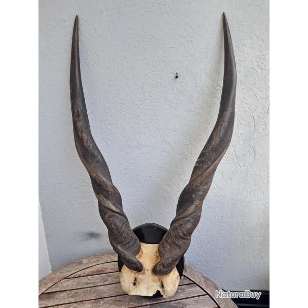 Troph�e d'Eland de Derby ; Taurotragus derbianus