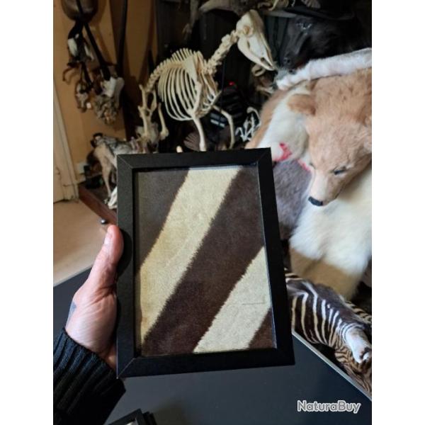 Cadre avec v�ritable peau de z�bre #7