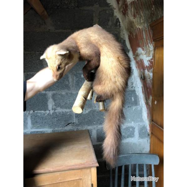 taxidermie martre sur une branche