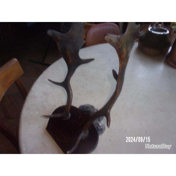 bois de daim sur �cusson