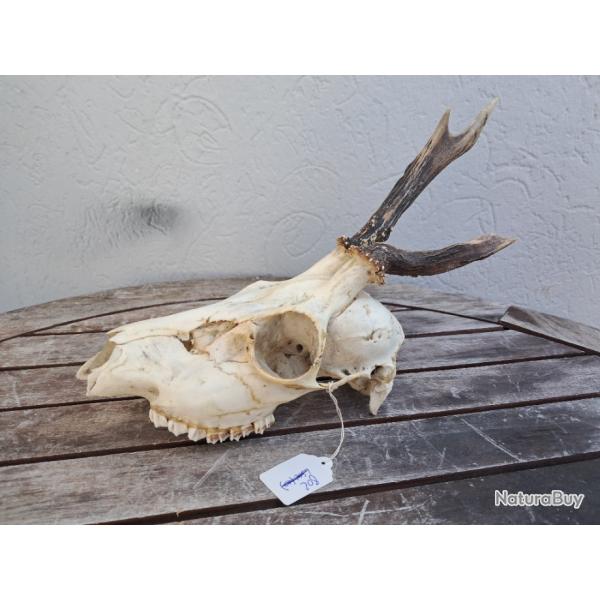 Crne de chevreuil tte bizarde #802