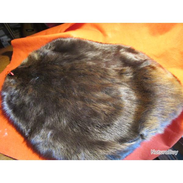 TAXIDERMIE SUPERBE PEAU DE CASTOR en direct du CANADA QUEBEC trappeur deco costume m�di�val