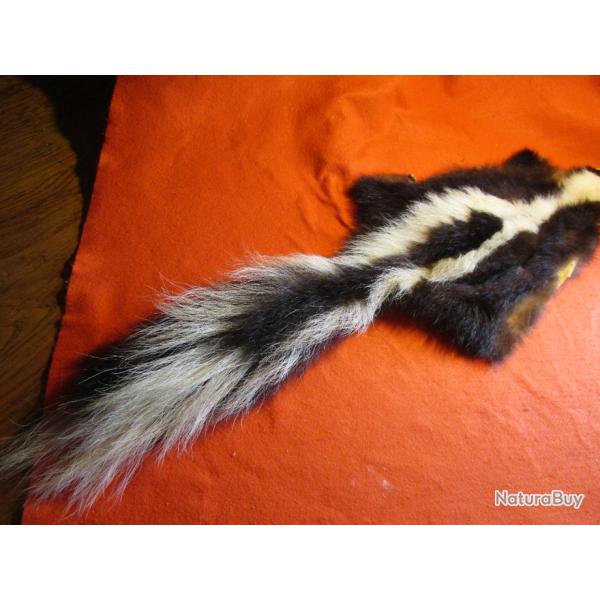 TAXIDERMIE SUPERBE PEAU DE MOUFETTE en direct du CANADA QUEBEC trappeur deco costume m�di�val