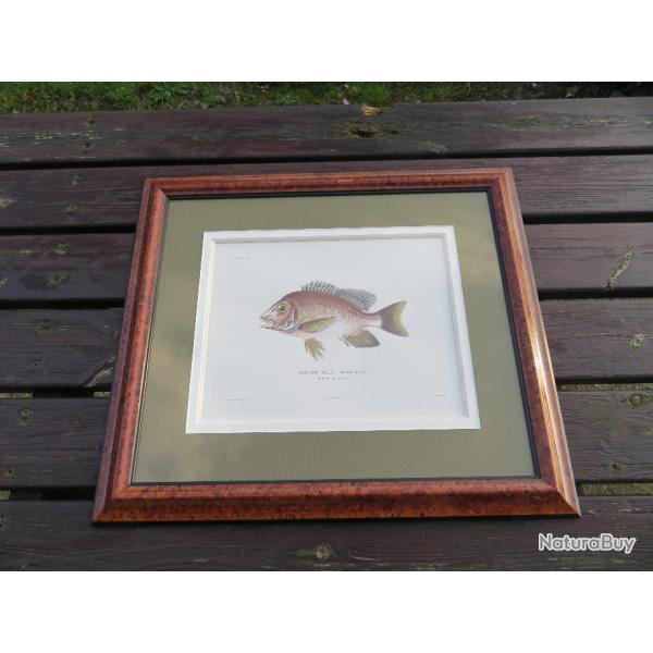 Ancienne grande gravure de poisson reprsentant un "Diacop Tia, Less", joliment encadr sous verre
