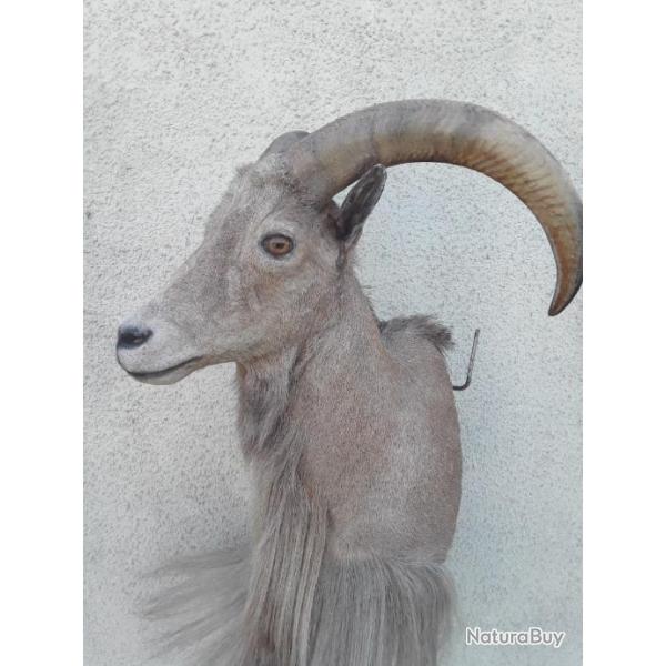 Troph�e de mouflon � manchettes