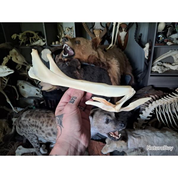 Hyode de cheval #2807