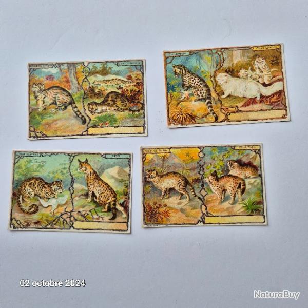Lot de 4 images Leroux Bonzel sur les chats et des f�lins