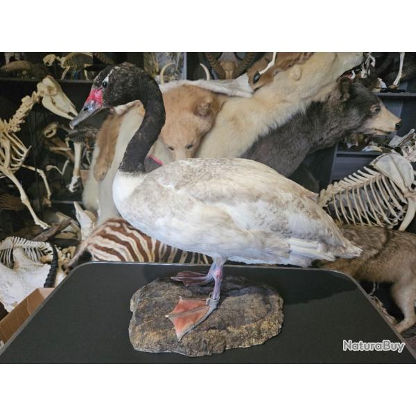 Taxidermie de cygne � cou noir ; Cygnus melancoryphus