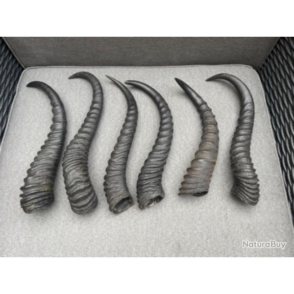Lot de 5 cornes de springbok m�le