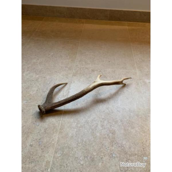 Bois de cerf en tr�s bon �tat 4 cors