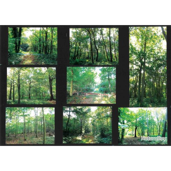 30,9052 ha - FOR�T DE L'�TOILE - ( 76 ) SEINE-MARITIME