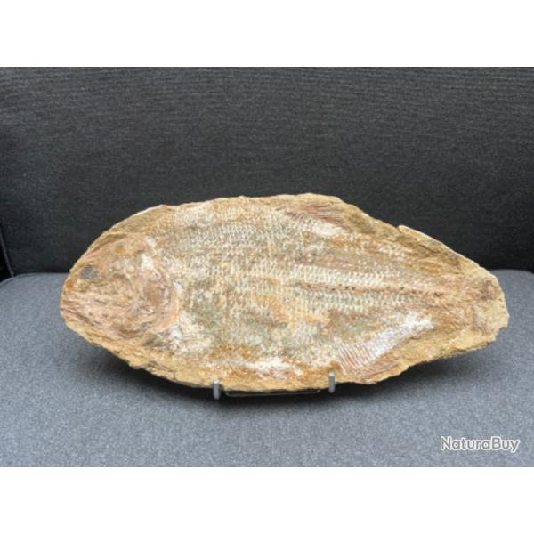 Tr�s beau poisson fossile Brannerion vestitum