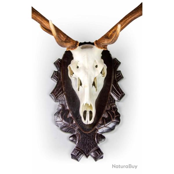 Syst�me de porte-troph�e Pour cerf