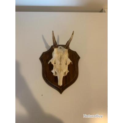 Trophée De Chevreuil Taxidermie - Sur écusson En Bois - Cabinet De Curiosités #5