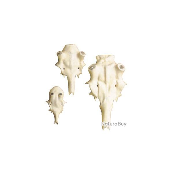 Cr�ne artificiel de chevreuil 21mm