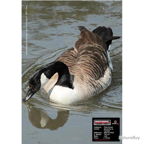 Blason Animalier tir  l'arc Maximal Small Animals 30X40 Canadian Goose