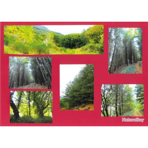 56,3704 ha - FOR�T DE FAVEYROLLES - ( 34 ) HERAULT