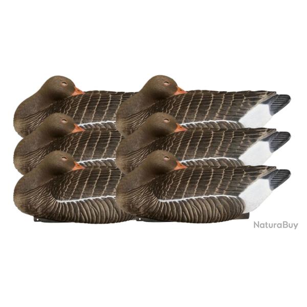 Pack 6 appelants oies cendr�es dormeuses HD