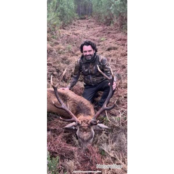 Chasse des cervid�s � l'approche /aff�t dans les landes
