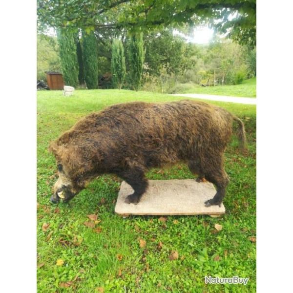 Sanglier entier naturalis�