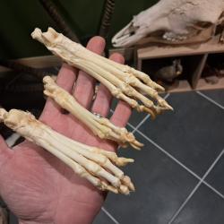 Patte de mammif&egrave;re ; ost&eacute;ologie ; montage ost&eacute;ologique (pour 1 unit&eacute;)