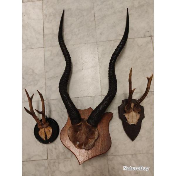 TROPHEE MASSACRE de KOUDOU