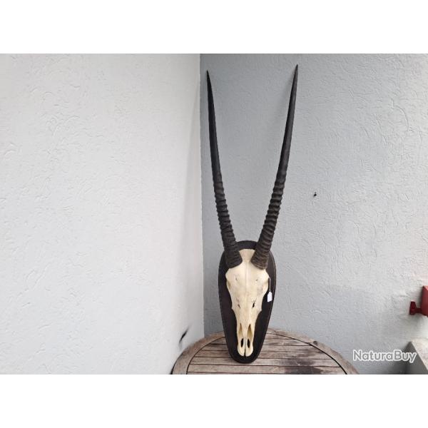 Troph�e d' Oryx sur �cusson avec de grandes cornes #0110