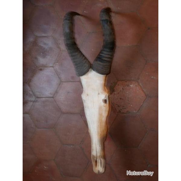 Cr�ne d'une tr�s grande antilope (genre �llan du Cap)