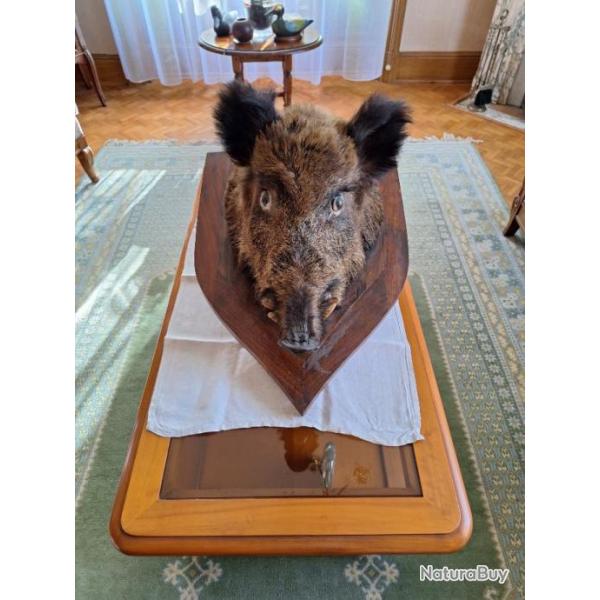 Troph�e t�te de sanglier et chevreuil