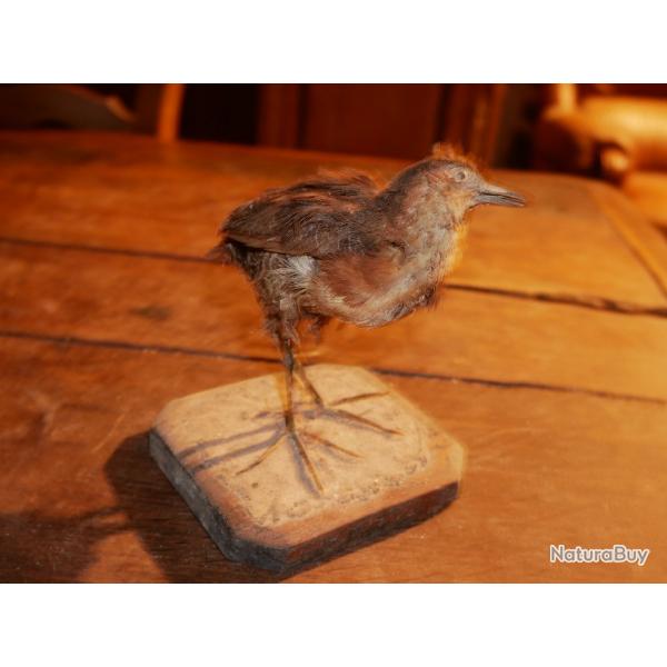 R�le marron ou R�le de Nouvelle Guin�e (Rallicula rubra) PAS DE PRIX DE RESERVE