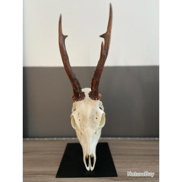 support crne trophe, chevreuil, daims ..