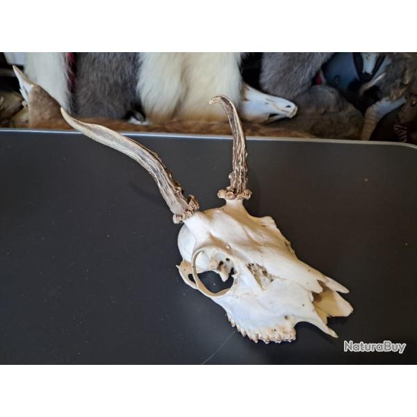 Cr�ne de chevreuil t�te bizarde #807