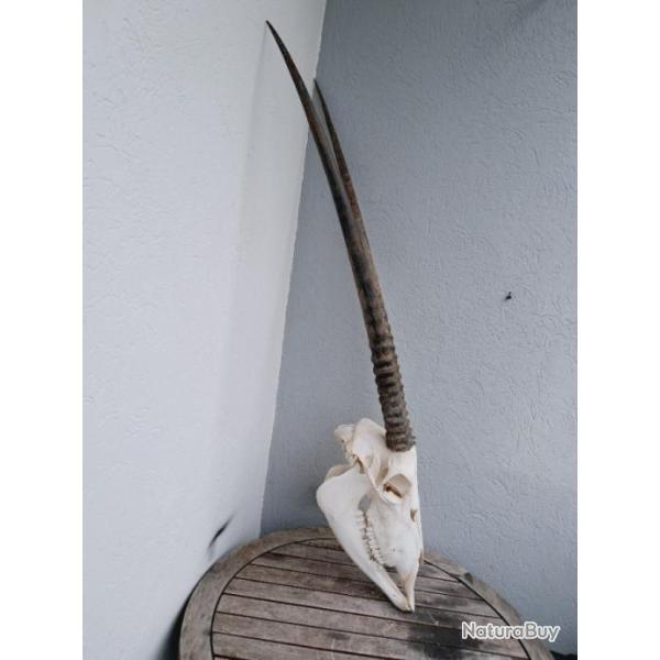Cr�ne d' Oryx avec m�choire ; Oryx gazella #0110