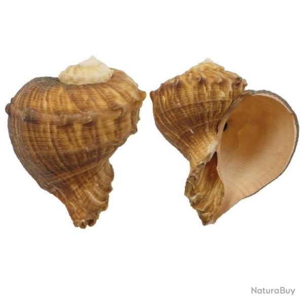 Coquillage rapana rapiformis - 6 � 8 cm - A l'unit�