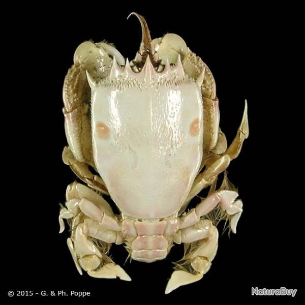 crabe noctopus naturalis�