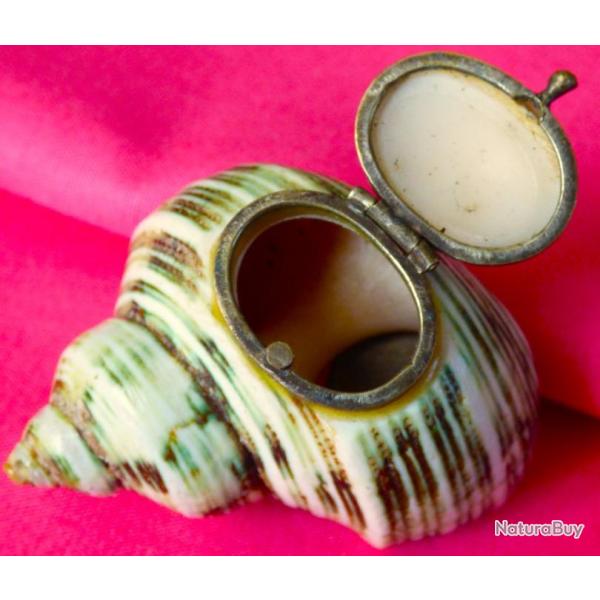 SUPERBE COQUILLAGE EXOTIQUE TRANSFORME EN COFFRET POUR PIERRES PRECIEUSES-- COLLECTION VITRINE etc-