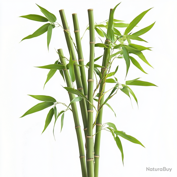 15 Graines de Bambou G�ant - SemiSauvage Permaculture