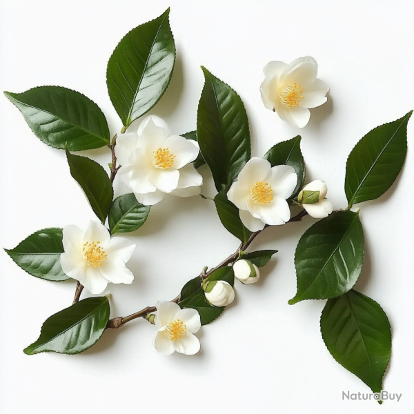 5 Graines de Th�ier - SemiSauvage Permaculture