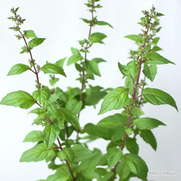 250 Graines de Basilic Sacr� Tulsi - SemiSauvage Permaculture