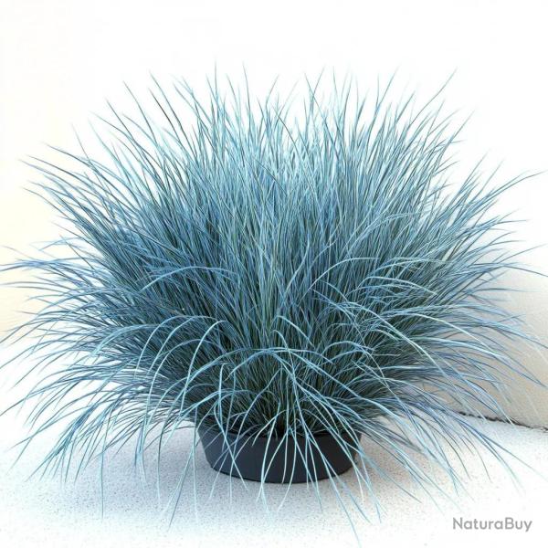 500 Graines de F�tuque Bleue (Festuca glauca) - SemiSauvage Permaculture