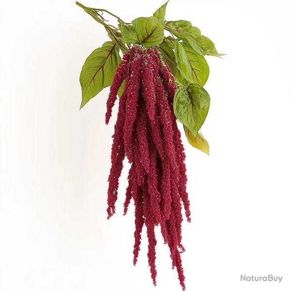 350 Graines d'Amarante Queue de Renard - SemiSauvage Permaculture