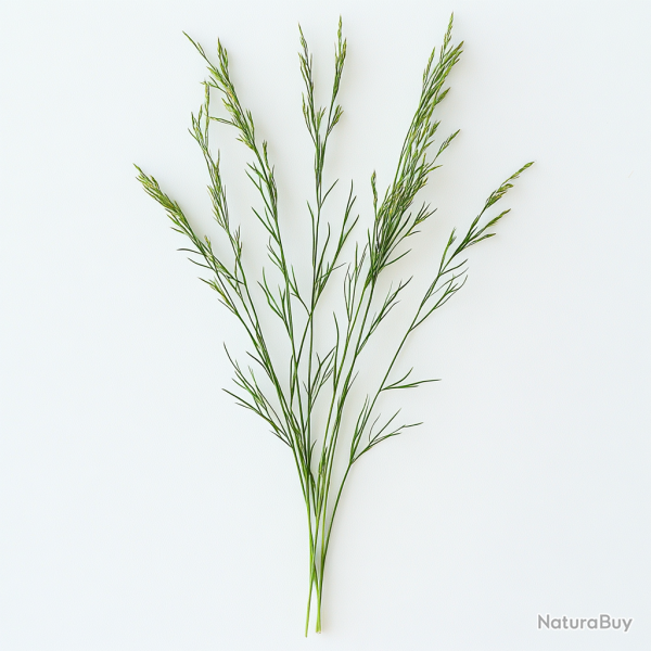 600 Graines de Canche des Champs (Artemisia absinthium) - SemiSauvage Permaculture