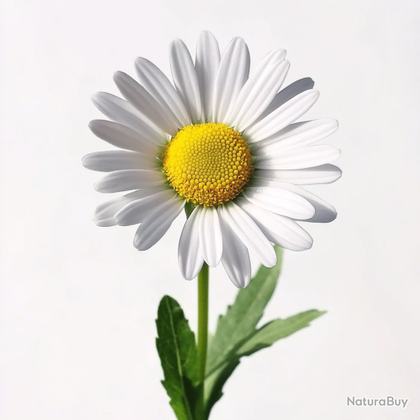 250 Graines de P�querette - SemiSauvage Permaculture