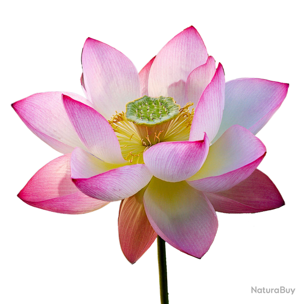 6 Graines de Lotus Sacr� (Nelumbo nucifera) - SemiSauvage Permaculture