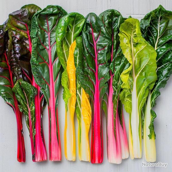 35 Graines de Bette � Carde M�lange Color� - SemiSauvage Permaculture